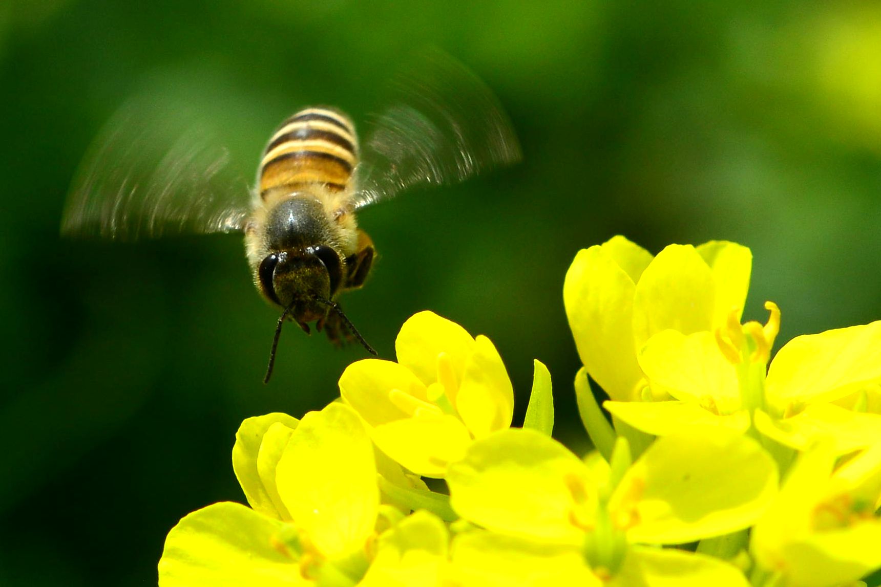蜜蜂蜇了怎么处理蚂蚁庄园10.19 不小心被蜜蜂蜇伤正确的做法是|蜜蜂|怎么-360GAME-川北在线